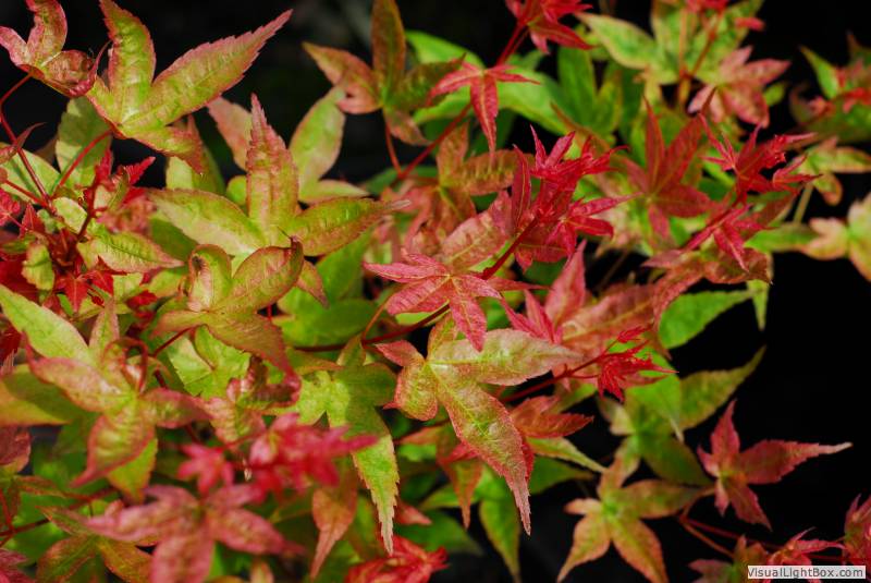 Eglon Nursery - Our Plants - Over 100 Varieties of Japanese Maples!