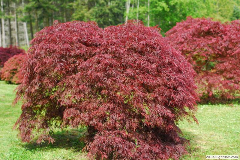 Eglon Nursery - Our Plants - Over 100 Varieties of Japanese Maples!