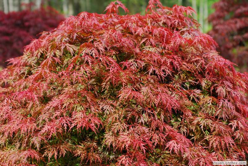 Eglon Nursery - Our Plants - Over 100 Varieties of Japanese Maples!